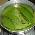 Guava Leaves