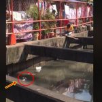 Erika Dalangin Santiago cat