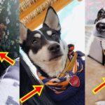 Heart Evangelista Dog Panda