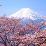 Japan Cherry Blossom 2019