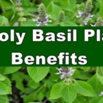 Holy Basil Benefits