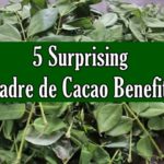 Madre de Cacao Benefits