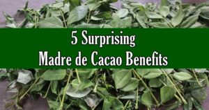 Madre de Cacao Benefits