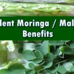 Moringa Benefits Malunggay