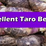 Taro Benefits