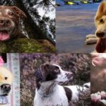 Best Dog Photos 2019
