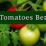Raw Tomatoes Benefits