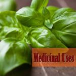medicinal uses basil