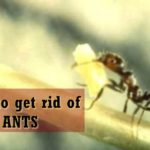 get rid of ants