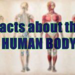 Human Body