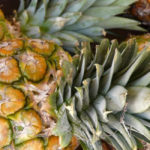 eating pineapples