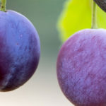 eating plums