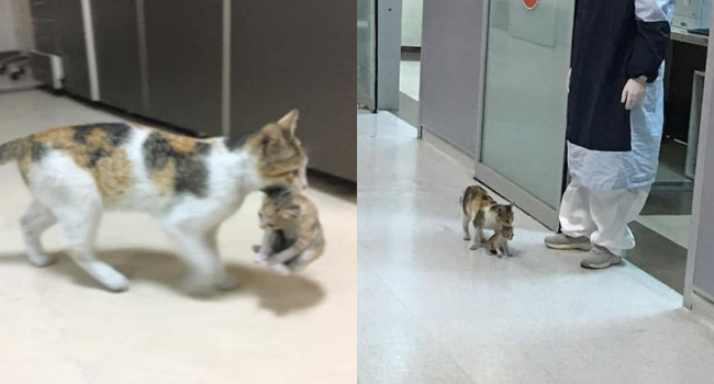 Mama Cat Brings Sick Kitten To Hospital, Medics Rush To Help