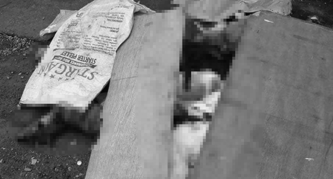 Veterinarian With Gun Puts Down Dogs By Shooting Them