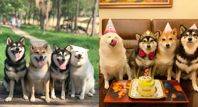 Husky Shiba Inu Viral For Purposely Ruining Group Photos
