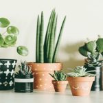 25 Low-Maintenance Indoor Plants