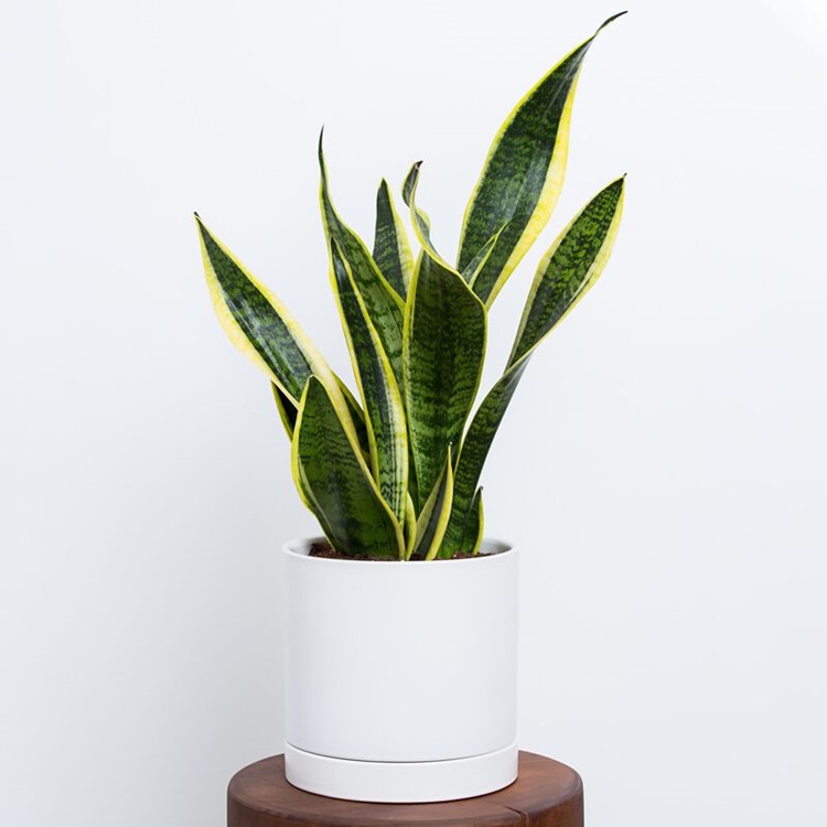 25 Low-Maintenance Indoor Plants to Purify and Decor your Home