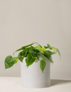 25 Low-Maintenance Indoor Plants