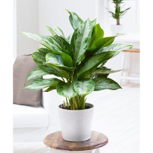 25 Low-Maintenance Indoor Plants