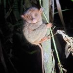 Philippine Tarsier