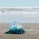 Venomous Blue Bottle jellyfish