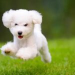 dangerous foods for dogs