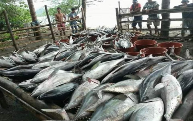 1.33 Tons of Tuna Fish Caught in Zaragoza, Bugasong, Antique | NewsFeed