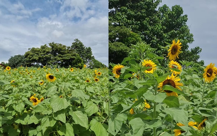 Sunflower Farm