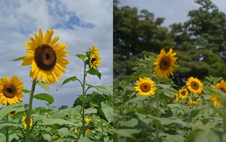 Sunflower Farm