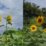 Sunflower Farm