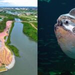 Giant Sunfish in Iloilo City