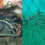 Lobster Breeding in Negros