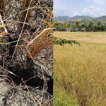 Drought Damage In Negros Occidental