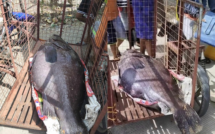 A Giant Lapu-lapu Fish Caught in Brgy. Antulang in Siaton, Negros ...