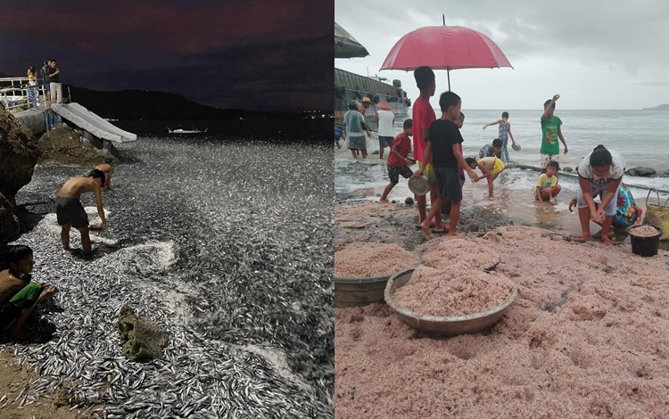 A Giant Lapu-lapu Fish Caught in Brgy. Antulang in Siaton, Negros ...