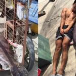 Giant Lapu-lapu Fish