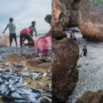 Tones of Tamban In Saranggani Shore