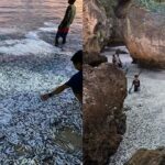 Tones of Tamban in Saranggani