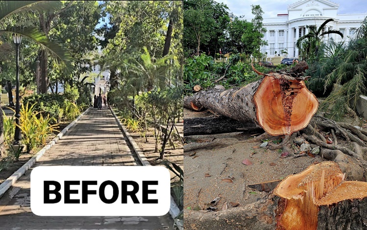 Trees Around Pangasinan Capitol