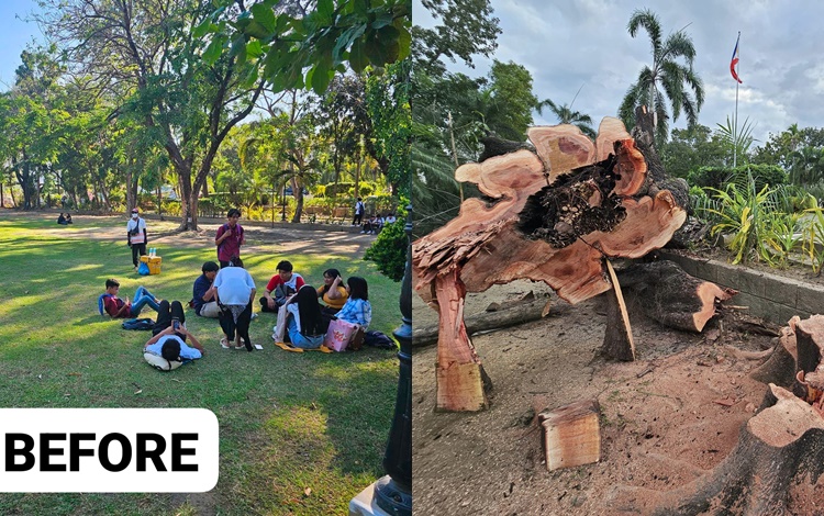 Trees Around Pangasinan Capitol