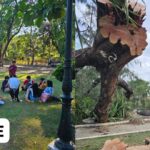 Cutting Trees in Pangasinan Capitol