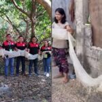 Skin of 16ft Python Found