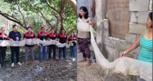 Skin of 16ft Python Found