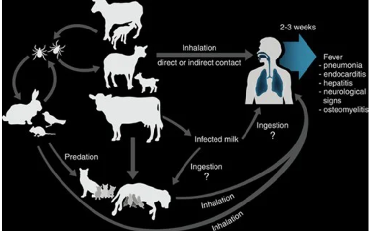 First Case of Q Fever Recorded in the Philippines | NewsFeed