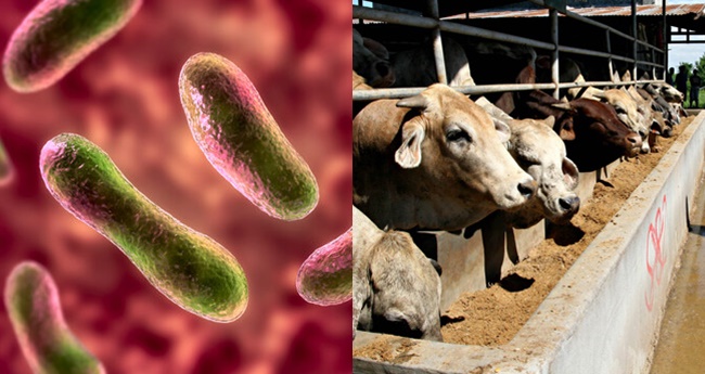 First Case of Q Fever Recorded in the Philippines | NewsFeed