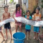 Giant Oarfish in Antique