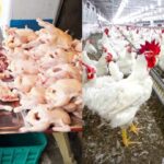 Bird Flu Outbreak in Tarlac