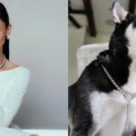 Heart Evangelista Dog Wearing Necklace Endorse by Pia Wurtzbach