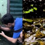 Viral Content Creator