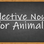 Collective Nouns For Animals